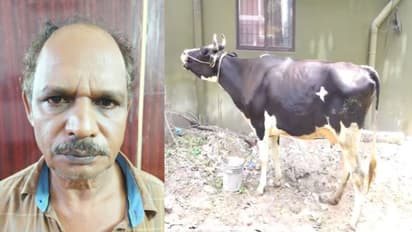 'കറവയുള്ള പശു, ഒരു ദിവസം കാണാനില്ല'; കൊല്ലത്തെ പശു മോഷണത്തിൽ ട്വിസ്റ്റ്, തുമ്പായി ഒരു വാൻ, കറവക്കാരൻ അകത്ത് !