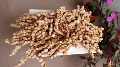 കഷ്ടപ്പാടിന് പ്രകൃതിയുടെ കിടിലന്‍ 'സർപ്രൈസ്', അമ്പരന്ന് കർഷക കുടുംബം, ഒരു ചുവടിൽ വിളഞ്ഞത് 8 കിലോ ഇഞ്ചി