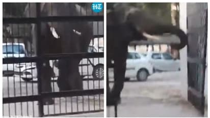 'പരാതിയുണ്ട് സാറേ...'; ജില്ലാ കലക്ടറുടെ ഔദ്യോഗിക വസതിയിലേക്ക് ഗേറ്റ് തകർത്ത് കയറുന്ന കാട്ടാനയുടെ വീഡിയോ വൈറൽ