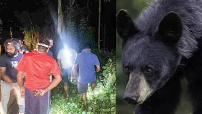 നടുറോഡിൽ കരടി, സഡൻ ബ്രേക്കിട്ട് കാർ നിർത്തി; തേൻ പെട്ടികൾ തകർത്തു, യാത്രക്കാർ രക്ഷപ്പെട്ടത് തലനാരിഴക്ക് !