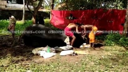 ചെങ്ങന്നൂരിൽ ഉത്സവത്തിന് എത്തിച്ച തിരുവിതാംകൂർ ദേവസ്വം ബോർഡിന്റെ ആന അവശ നിലയിൽ