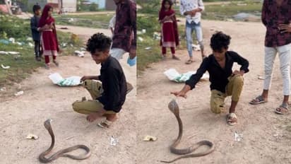 എടാ മോനേ ഞാനൊരു മൂർഖനാടാ അതിന്റെ റെസ്പെക്ട് താടാ; പത്തിവിടർത്തിയ മൂർഖന് മുന്നിൽ യുവാവ്