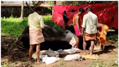 'വെട്ടിക്കാട് ചന്ദ്രശേഖരൻ' ഇനിയില്ല; ഇന്നലെ മുതൽ അവശനിലയിൽ; തിരുവിതാംകൂർ ദേവസ്വം ബോർഡിന്റെ ആന ചെരിഞ്ഞു