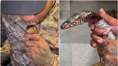 പാമ്പിനെ പടം പൊഴിക്കാൻ സഹായിക്കുകയും ഉമ്മ വയ്ക്കുകയും ചെയ്യുന്ന മനുഷ്യൻ; വീഡിയോ