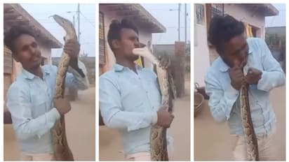 'ഹേ പ്രഭു ക്യാ ഹുവാ?; പ്രദര്‍ശിപ്പിക്കുന്നതിനിടെ യുവാവിന് 'ഫ്രഞ്ച് കിസ്' കൊടുത്ത പാമ്പിന്‍റെ വീഡിയോ വൈറല്‍ !