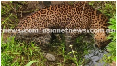 വയനാട് നടവയലിൽ പുലിയെ അവശനിലയിൽ കണ്ടെത്തി; അസുഖം ബാധിച്ചതെന്ന് സംശയം, വലയിട്ട് പിടികൂടി