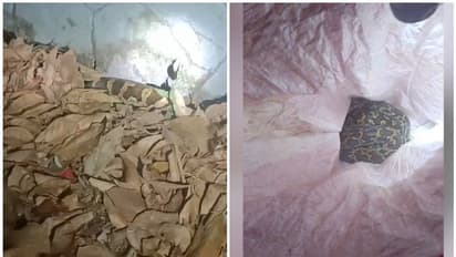 മെമ്പറുടെ വീട്ടിൽ രാത്രി പെരുമ്പാമ്പിനെ ചാക്കിൽ കെട്ടി തള്ളി; കാരണം ഇതോ?