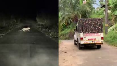 കോഴിക്കോട് പുലിയിറങ്ങിയെന്ന് നാട്ടുകാര്, ആര്ആര്ടി സംഘം സ്ഥലത്ത് ക്യാമ്പ് ചെയ്യും, പിടികൂടണമെന്ന് ആവശ്യം