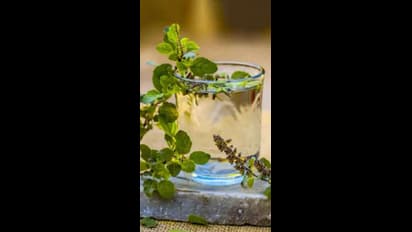 తులసి నీళ్లను రోజూ తాగితే ఏమౌతుందో తెలుసా?