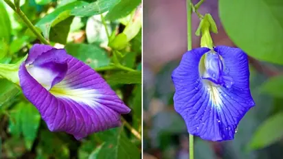 7 Vastu benefits of Aparajita plant to keep in mind this New Year