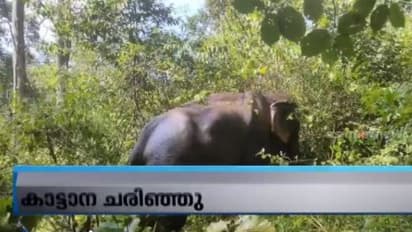 വയനാട്ടിൽ ശബരിമല തീർത്ഥാടകർ സഞ്ചരിച്ച ബസ് ഇടിച്ച് പരിക്കേറ്റ കാട്ടാന ചരിഞ്ഞു