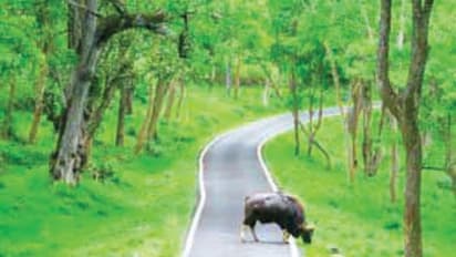 ಹಸಿರೊಡಲ ಭೂಮಿ, ಧುಮ್ಮಿಕ್ಕುವ ಜಲಪಾತ; 2024ರಲ್ಲಿ ನೋಡಲೇಬೇಕಾದ ಜಾಗಗಳಿವು