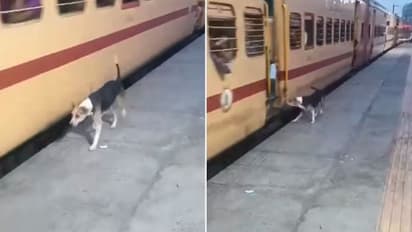 ಈ ನಾಯಿಗೆ ರೈಲ್ವೆಯಲ್ಲಿ ಕೆಲಸ ನೀಡಿ ಎಂದ ನೆಟ್ಟಿಗರು: ವೀಡಿಯೋ ನೋಡಿದ್ರೆ ನೀವು ಎಸ್ ಅಂತೀರಾ!