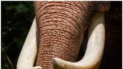 ധോണിയിൽ കാട്ടാനയിറങ്ങി; നാട്ടുകാരെ ഓടിച്ചു, വീടിന്റെ മുൻവശം തകർത്തു