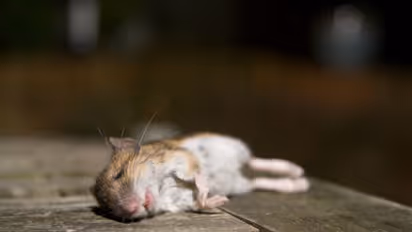 'വിടില്ല ഞാന്!'; എലി വിരലില് കടിച്ചു, 18 കാരിയുടെ എലിയോടുള്ള പ്രതികാരം കണ്ട് ഡോക്ടര്മാര് അടക്കം ഞെട്ടി !