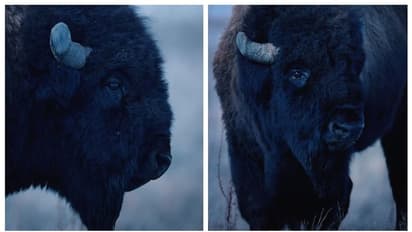 കരുത്തന് പക്ഷേ, ഏറ്റവും ദുര്ബലമായ നിമിഷം!; കണ്ണീരൊഴുക്കുന്ന കാട്ടുപോത്തിന്റെ വീഡിയോ വൈറല് !