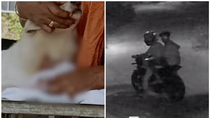 എങ്ങനെ ഈ ക്രൂരത ചെയ്യാൻ തോന്നി! കൊല്ലത്ത് പോമറേനിയൻ നായയെ മോഷ്ടിച്ചു, ദേഹമാസകലം മുറിവേൽപ്പിച്ച് ഉപേക്ഷിച്ചു