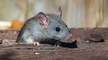 കഞ്ചാവ് അടക്കമുള്ള തൊണ്ടി മുതൽ തിന്നുന്നു, സ്റ്റേഷൻ പ്രവർത്തനം താറുമാറാക്കി എലി ശല്യം, പരാതിയുമായി പൊലീസ്