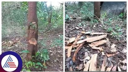 ಜೋಗಿಮಟ್ಟಿ ಅರಣ್ಯ ಪ್ರದೇಶದಲ್ಲಿ ಮರಗಳ ಮಾರಣ ಹೋಮ, ಶ್ರೀಗಂಧ ಕಳ್ಳತನ