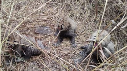 ಕುನೋ ರಾಷ್ಟ್ರೀಯ ಪಾರ್ಕ್‌ನಲ್ಲಿ ಮೂರು ಮರಿಗಳಿಗೆ ಜನ್ಮ ನೀಡಿದ ಆಶಾ ಚೀತಾ!