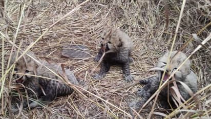 మూడు పిల్లలకు జన్మనిచ్చిన నమీబియా చిరుత ఆశా.. ఎంత క్యూట్ గా ఉన్నాయో.. (వీడియో)