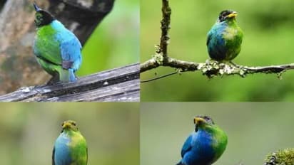 ഗവേഷകരെപ്പോലും അമ്പരപ്പിച്ച പക്ഷി, പകുതി ആണ്, പകുതി പെണ്ണ്..!