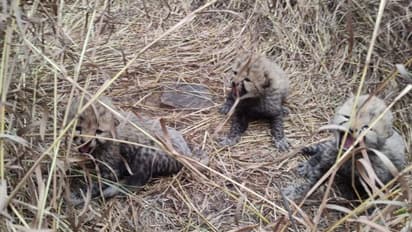 കുനോ ദേശീയ ഉദ്യാനത്തിലെ 'ആശ' 3 കുഞ്ഞുങ്ങളെ കൂടി പ്രസവിച്ചു; ചീറ്റ പ്രൊജക്ടിന്‍റെ വിജയമെന്ന് കേന്ദ്ര മന്ത്രി