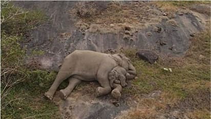 തിരികെ അമ്മച്ചൂടിലേക്ക്; കൂട്ടംതെറ്റിയ ആനക്കുട്ടി അമ്മയെ കണ്ടെത്തി, ഇരുവരും കെട്ടിപ്പിടിച്ചുറങ്ങി -വീഡിയോ