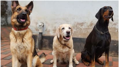 Kerala: Meet sniffer dogs Prince and Rakhi of Kozhikode who strike fear in narcotics dealers