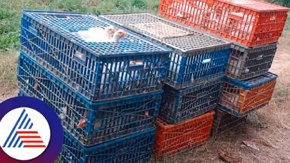 ಕೋಳಿ ತೂಕದಲ್ಲಿ ಮೋಸ; ಚಿಕನ್ ಕಂಪನಿ ಕೆಲಸಗಾರನ ಮರಕ್ಕೆ ಕಟ್ಟಿಹಾಕಿದ ಮಾಲೀಕ!