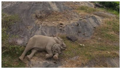 ആനമലയില് നിന്നും 'ഹൃദയത്തോട് ചേര്ത്ത് വയ്ക്കാനൊരു ചിത്രം' പങ്കുവച്ച് ഐഎഎസ് ഉദ്യോഗസ്ഥ