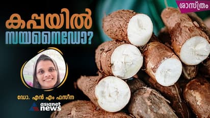 കുട്ടിക്കര്‍ഷകരുടെ പശുക്കളെ കൊന്നത് കപ്പത്തോലോ, അതില്‍ സയനൈഡ് ഉണ്ടോ; അത്ര വില്ലനോ കപ്പത്തോല്‍? 