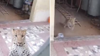 ആരും പേടിക്കണ്ട, എല്ലാരും ഓടിക്കോ; വീടിനകത്തേക്ക് കൂസലില്ലാതെ കയറിച്ചെന്ന് പുലി, വീഡ‍ിയോ 