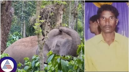 ಹಾಸನ ಆನೆ ದಾಳಿ: ಮರವೇರಿದರೂ ಬಿಡಲಿಲ್ಲ, ಮೇಲಿಂದ ಕೆಡವಿ ಹೊಟ್ಟೆ ಮೇಲೆ ಕಾಲಿಟ್ಟೇಬಿಡ್ತು ಕಾಡಾನೆ!