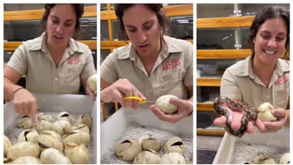 പെരുമ്പാമ്പിന്‍റെ മുട്ടകൾ കത്രിക കൊണ്ട് മുറിച്ച് കുഞ്ഞുങ്ങളെ പുറത്തെടുത്ത് യുവതി, വൈറലായി വീഡിയോ !