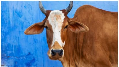 കോഴിക്കോട് സൂര്യാഘാതമേറ്റ് ഇതുവരെ ചത്തത് 26 പശുക്കളും 3 എരുമകളും, നഷ്ടപരിഹാരം ലഭിക്കാൻ ചെയ്യേണ്ടത് ഇങ്ങനെ