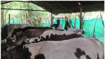 പശുക്കൾക്ക് അജ്ഞാത രോഗം; ഒരാഴ്ചക്കിടെ വയർ വീർത്ത് ചത്തത് 3 പശുക്കൾ; സംഭവം ആലപ്പുഴ ജില്ലയിലെ ഹരിപ്പാട്