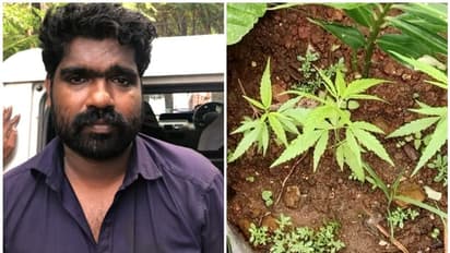 ഗ്രോ ബാഗിൽ വളര്‍ത്തിയത് 13 കഞ്ചാവ് ചെടികൾ, മുളപ്പിച്ചത് വിത്ത് പാകി; യുവാവ് പൊലീസ് പിടിയിൽ