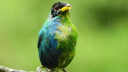 പ്രകൃതിയുടെ വികൃതി, പകുതി ആൺ, പകുതി പെൺ; അപൂർവയിനം പക്ഷിയെ കണ്ടെത്തി ശാസ്ത്രജ്ഞൻ