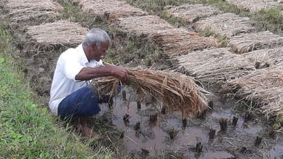 ಕೊಡಗಿನಲ್ಲಿ 2 ದಿನಗಳಿಂದ ಅಕಾಲಿಕ ಮಳೆ: ಕಾಫಿ, ಭತ್ತ ಸೇರಿದಂತೆ ವಿವಿಧ ಬೆಳೆಗಳು ಹಾಳು, ಸಂಕಷ್ಟದಲ್ಲಿ ರೈತರು!