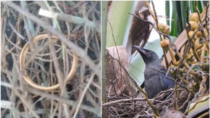 ശ്ശെടാ... കോഴിക്കോട്ടെ കാക്കക്കൂട്ടിൽ സ്വർണവള! യഥാർത്ഥത്തിൽ സംഭവിച്ചതെന്ത്? നസീറും നാട്ടുകാരും അമ്പരപ്പിൽ