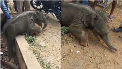 ഓടയിലൊരു കാട്ടാനക്കുട്ടി, കരകയറാൻ കഷ്ടപ്പാട്; നാട്ടുകാർ വട്ടംകൂടി, വനംവകുപ്പും എത്തി, ഒടുവിൽ രക്ഷ!