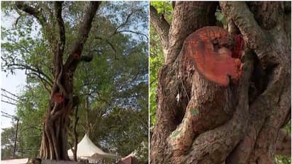 തേക്കിന്‍കാട് മൈതാനത്തെ 'ആൽമരച്ചില്ലയിൽ' രാഷ്ട്രീയപ്പോര്; ധൈര്യമുണ്ടെങ്കിൽ ചാണകവെള്ളം തളിക്കെന്ന്  പ്രതാപൻ