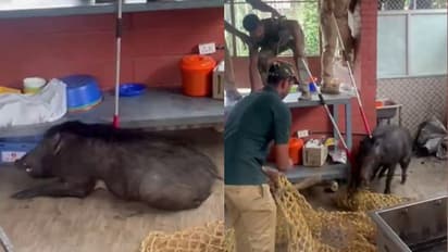 'വിശന്നിട്ട് കയറിയതാ, ഇതിപ്പോ പെട്ടല്ലോ'! നട്ടുച്ച നേരത്ത് കാട്ടുപന്നി ഹോട്ടലിൽ, പിന്നീട് സംഭവിച്ചത്