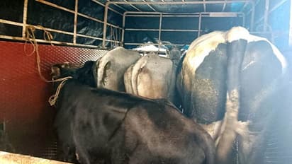 ಗುಂಡ್ಲುಪೇಟೆ: ಕಸಾಯಿಖಾನೆಗೆ ಅಕ್ರಮವಾಗಿ ಜಾನುವಾರು ಸಾಗಿಸುತ್ತಿದ್ದ ವಾಹನ ವಶ