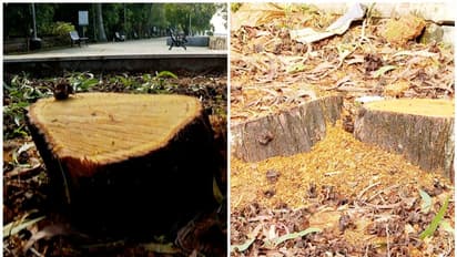 പൂവ് അലർജിയും ശ്വാസതടസവും ഉണ്ടാക്കും; 15 മരങ്ങൾ കടയോടെ വെട്ടാൻ തന്നെ തീരുമാനം, വ്യാപക പ്രതിഷേധം 