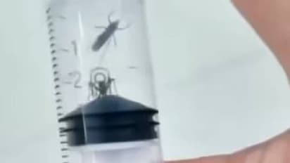 ഇത്ര ക്രൂരത വേണ്ടിയിരുന്നില്ല, കൊതുകിനെ കൊല്ലുന്ന 'ടോർച്ചർ ചേംബറി'നെതിരെ രൂക്ഷവിമർശനം