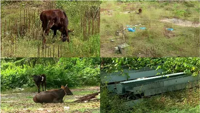 മുഖ്യമന്ത്രി തറക്കല്ലിട്ട് മടങ്ങിയിട്ട് 4 വർഷം; നിർമാണം നിലച്ചു, 'പശുത്തൊഴുത്തായി' മാറി ലൈഫ് മിഷന് പദ്ധതി
