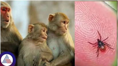 ಶುರುವಾಯ್ತು ಕೆಎಫ್‌ಡಿ ಅಬ್ಬರ, ಇರಲಿ ಎಚ್ಚರ..!