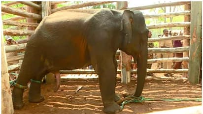 പിഎം 2 ആനയുടെ സ്വഭാവം പ്രധാനം; കാട്ടിൽ വിട്ടാൽ അതീജീവിക്കുക പ്രയാസം; വനം വകുപ്പ് നിലപാട് നിര്‍ണായകം